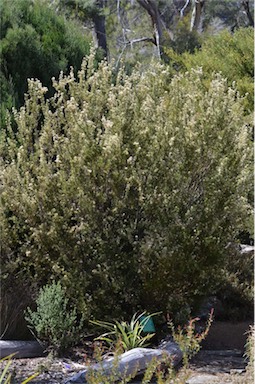 APII jpeg image of Grevillea australis  © contact APII