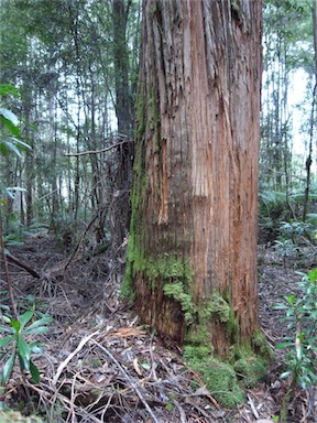 APII jpeg image of Eucalyptus obliqua  © contact APII