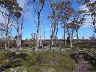 APII jpeg image of Eucalyptus coccifera  © contact APII
