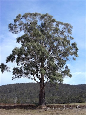 APII jpeg image of Eucalyptus viminalis  © contact APII