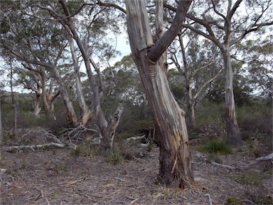 APII jpeg image of Eucalyptus ovata  © contact APII