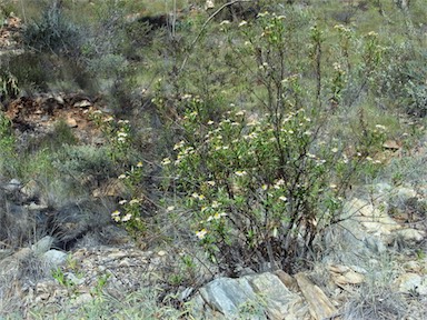 APII jpeg image of Olearia ferresii  © contact APII