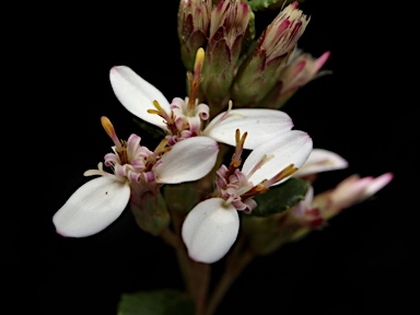 APII jpeg image of Olearia myrsinoides  © contact APII