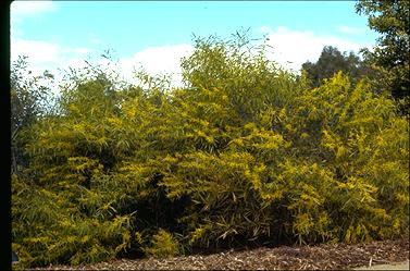 APII jpeg image of Acacia longifolia  © contact APII