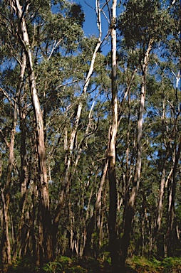 APII jpeg image of Eucalyptus ovata  © contact APII