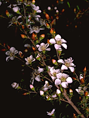 APII jpeg image of Leptospermum myrsinoides  © contact APII