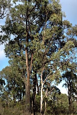 APII jpeg image of Eucalyptus tricarpa,<br/>Eucalyptus microcarpa  © contact APII