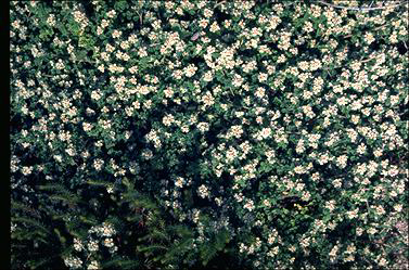 APII jpeg image of Spyridium parvifolium 'Nimbus'  © contact APII
