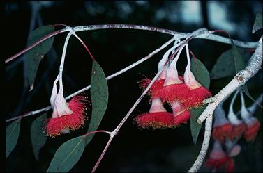 APII jpeg image of Eucalyptus caesia 'Silver Princess'  © contact APII