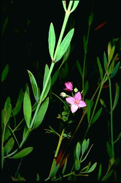 APII jpeg image of Boronia barkeriana subsp. angustifolia  © contact APII