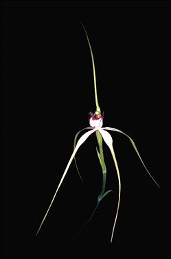APII jpeg image of Caladenia patersonii  © contact APII