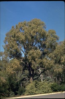 APII jpeg image of Eucalyptus dives  © contact APII