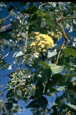 APII jpeg image of Eucalyptus pruinosa subsp. pruinosa  © contact APII