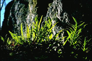 APII jpeg image of Zealandia pustulata subsp. pustulata  © contact APII