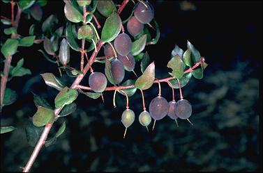 APII jpeg image of Persoonia myrtilloides subsp. cunninghamii  © contact APII