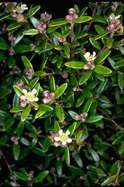 APII jpeg image of Leptospermum purpurescens  © contact APII