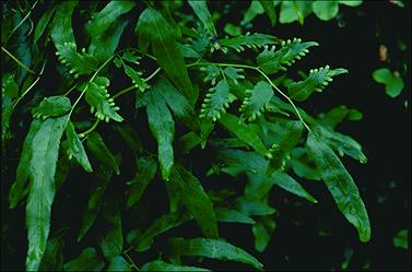 APII jpeg image of Lygodium microphyllum  © contact APII