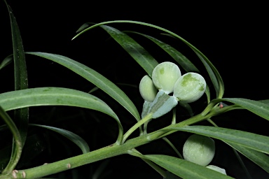 APII jpeg image of Podocarpus elongatus  © contact APII