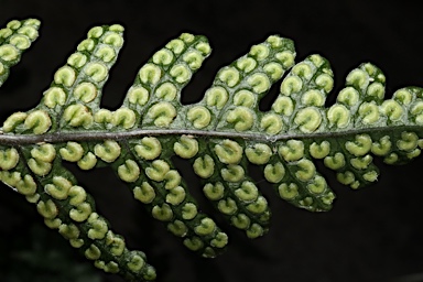 APII jpeg image of Tectaria brachiata  © contact APII