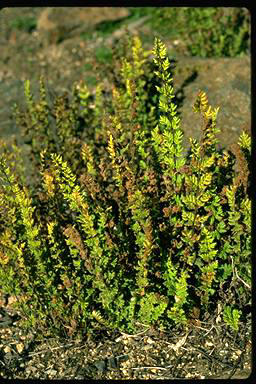 APII jpeg image of Cheilanthes distans  © contact APII