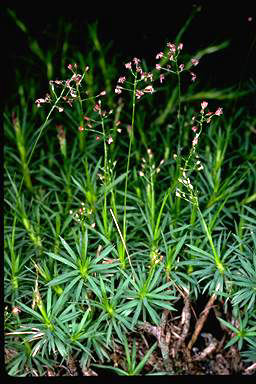APII jpeg image of Micraira subulifolia  © contact APII