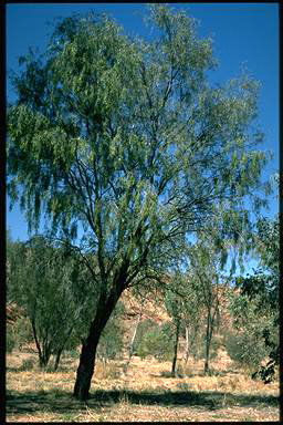 APII jpeg image of Acacia estrophiolata  © contact APII
