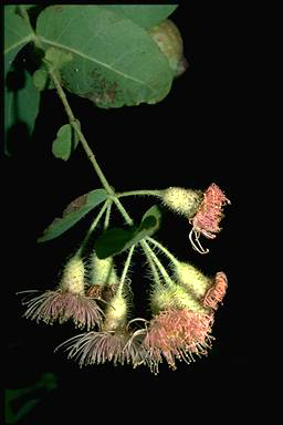 APII jpeg image of Corymbia setosa  © contact APII
