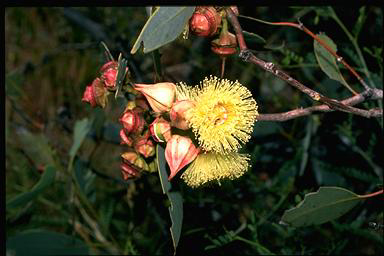APII jpeg image of Eucalyptus pachyphylla  © contact APII
