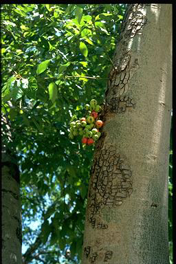 APII jpeg image of Ficus racemosa  © contact APII