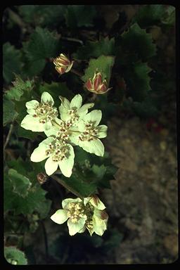 APII jpeg image of Xanthosia rotundifolia  © contact APII