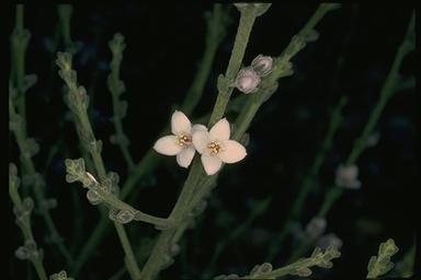APII jpeg image of Boronia coerulescens subsp. coerulescens  © contact APII