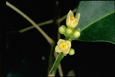 APII jpeg image of Sarcomelicope simplicifolia subsp. simplicifolia  © contact APII