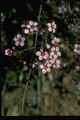 APII jpeg image of Euryomyrtus ramosissima subsp. ramosissima  © contact APII