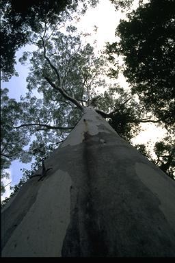 APII jpeg image of Eucalyptus deanei  © contact APII
