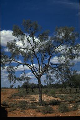 APII jpeg image of Flindersia maculosa  © contact APII