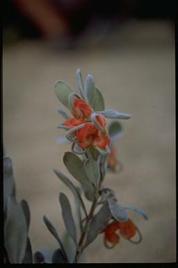APII jpeg image of Grevillea arenaria subsp. canescens  © contact APII