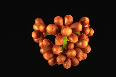 APII jpeg image of Corymbia abbreviata  © contact APII