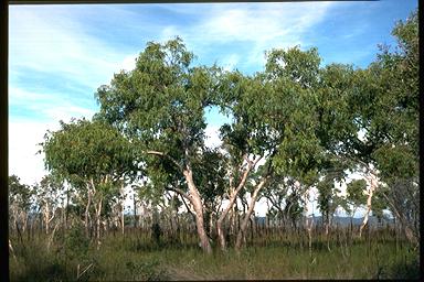 APII jpeg image of Eucalyptus bancroftii  © contact APII