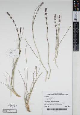 APII jpeg image of Eragrostis elongata 'Elvera'  © contact APII
