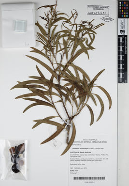 APII jpeg image of Santalum acuminatum 'Frahn's Paringa Gem'  © contact APII