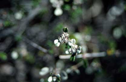 APII jpeg image of Stenanthemum leucophractum  © contact APII