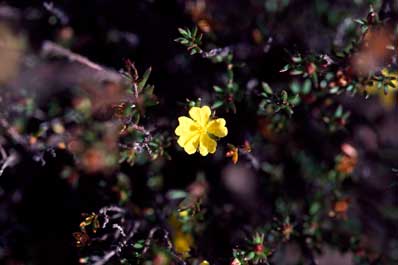 APII jpeg image of Hibbertia cistiflora  © contact APII