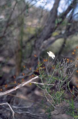 APII jpeg image of Drosera macrantha subsp. planchonii  © contact APII