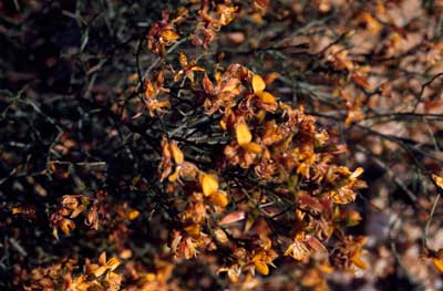 APII jpeg image of Jacksonia ramosissima  © contact APII
