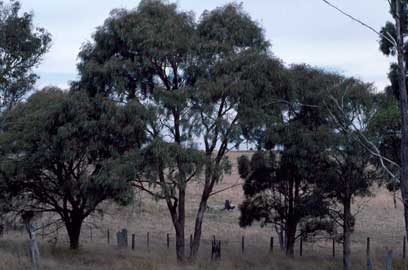 APII jpeg image of Eucalyptus nicholii  © contact APII