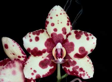 APII jpeg image of Phalaenopsis  © contact APII
