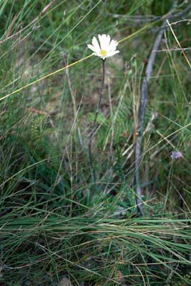 APII jpeg image of Celmisia longifolia  © contact APII