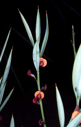 APII jpeg image of Daviesia nudiflora subsp. nudiflora  © contact APII