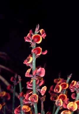 APII jpeg image of Daviesia decurrens subsp. hamata  © contact APII