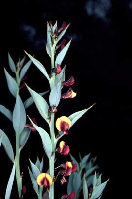APII jpeg image of Daviesia nudiflora subsp. nudiflora  © contact APII